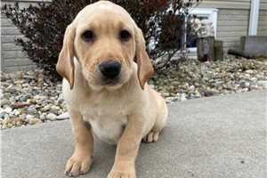 Wilbur - Labrador Retriever for sale