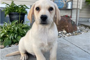 Walker - Labrador Retriever for sale