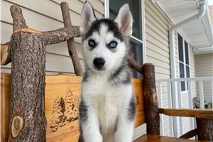 Caesar - puppy for sale
