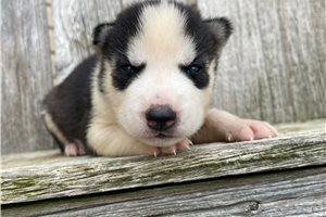 Zoltan - Siberian Husky for sale