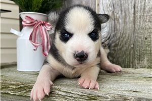 Zoey - Siberian Husky for sale