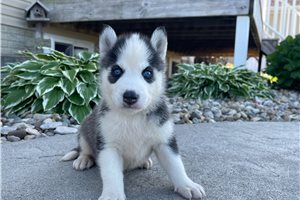 Zahara - puppy for sale