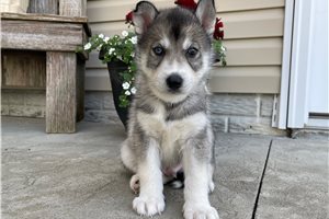 Denver - Siberian Husky for sale