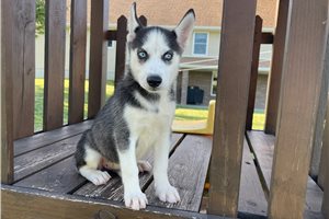 Zoey - puppy for sale
