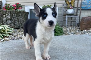 Zinnia - puppy for sale