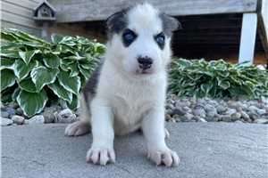 Zelda - puppy for sale