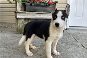 Zinnia - puppy for sale