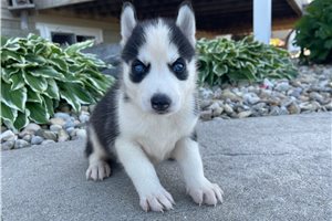 Zoltan - puppy for sale