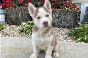 Shogun - Siberian Husky for sale