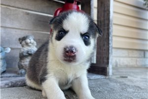 Faye - Siberian Husky for sale