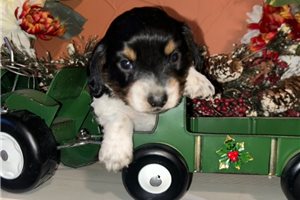 Andre - Dachshund, Mini for sale