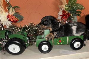 Angel - Dachshund, Mini for sale