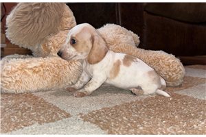 Nolan - Dachshund, Mini for sale