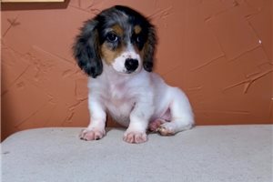 Tamara - puppy for sale