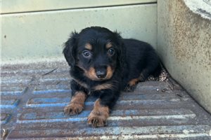 Tilly - puppy for sale