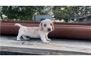 Daisy | Puppies For Sale at Pawrade