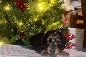 Amos - Dachshund, Mini for sale
