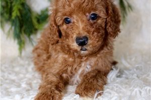 Maxx - puppy for sale