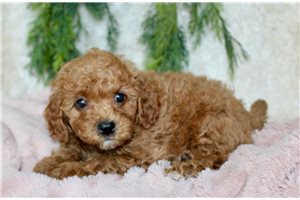 Stella - puppy for sale