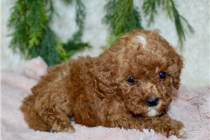 Ginger - puppy for sale
