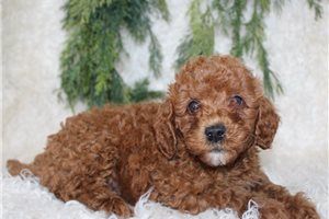 Bear - puppy for sale