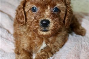 Olive - puppy for sale