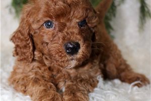 Cooper - Cavapoo for sale