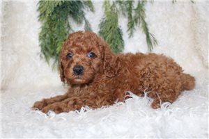 Charli - puppy for sale