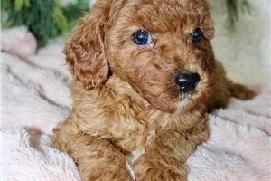 Nala - Cavapoo for sale