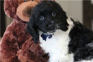 Fred - Cockapoo for sale
