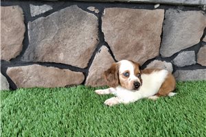 Slate - puppy for sale