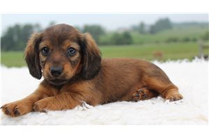 Daisy - puppy for sale