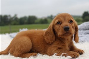 Deejay - Dachshund, Mini for sale