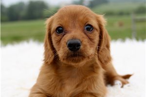 Danni - puppy for sale