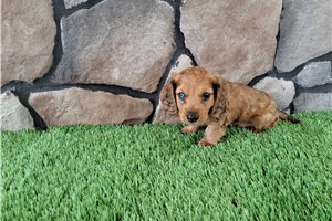 Bamm Bamm - Dachshund, Mini for sale