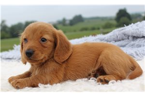 Doug - puppy for sale