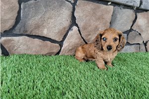 Bamm Bamm - puppy for sale