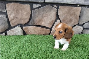 Gazoo - Dachshund, Mini for sale