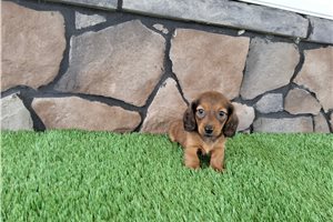 Fred - puppy for sale