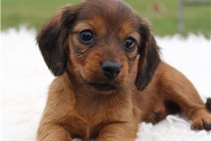 Della - puppy for sale