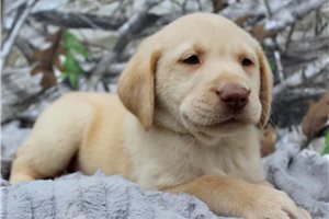 Teddy - Labrador Retriever for sale