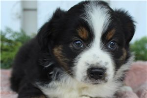 Sadie - puppy for sale