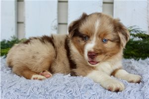 Connor - puppy for sale