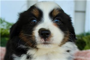 Stella - Miniature Australian Shepherd for sale