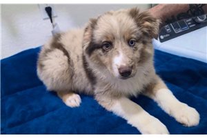 Connor - Miniature Australian Shepherd for sale