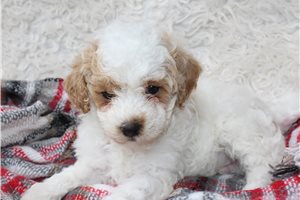 Arlo - puppy for sale