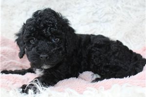Mia - Miniature Poodle for sale