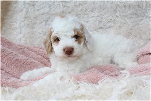 Starlight - Miniature Poodle for sale