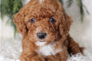 Beau - Poodle, Miniature for sale