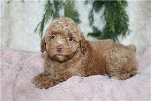 Mimi - Poodle, Toy for sale